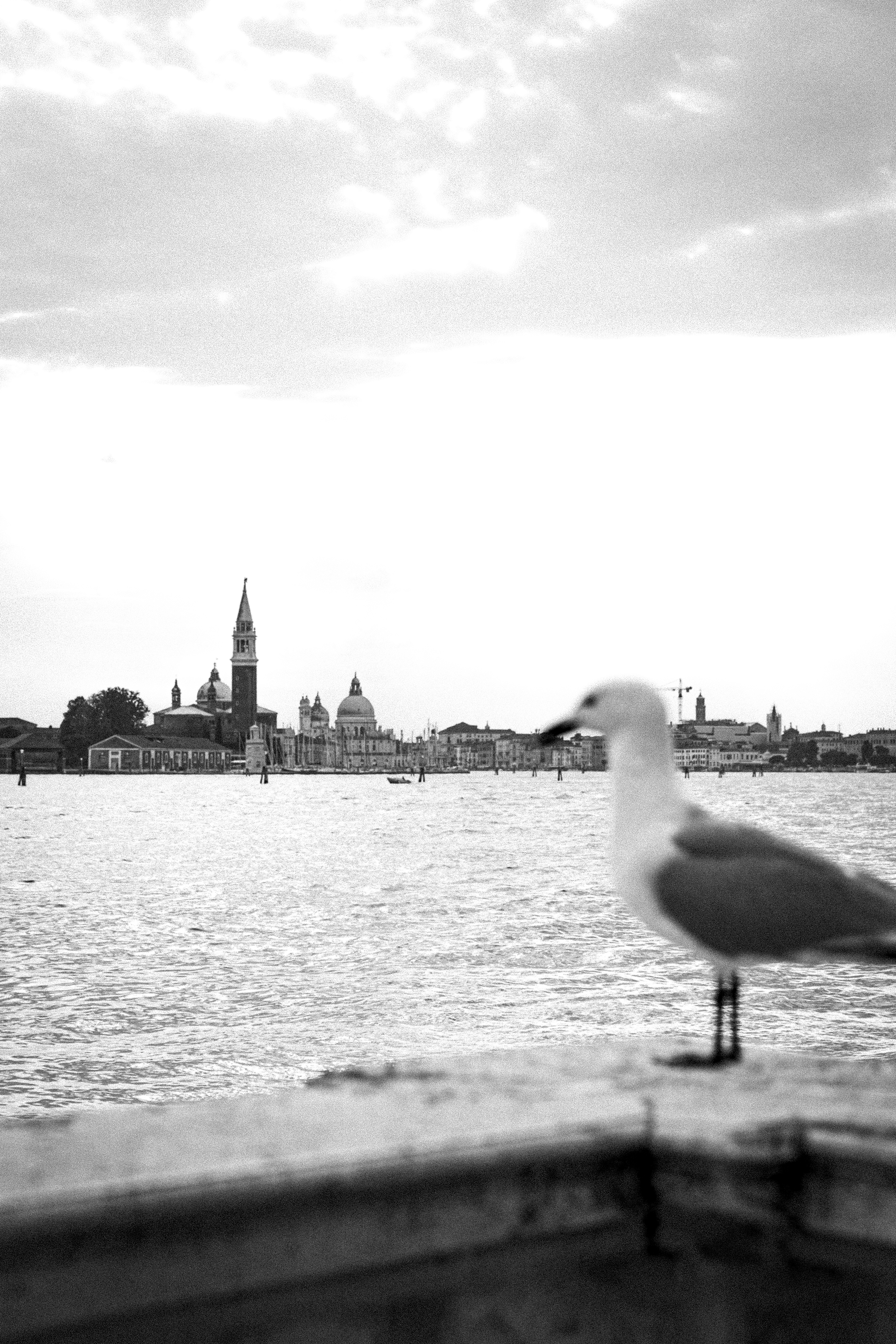 Venice-2024